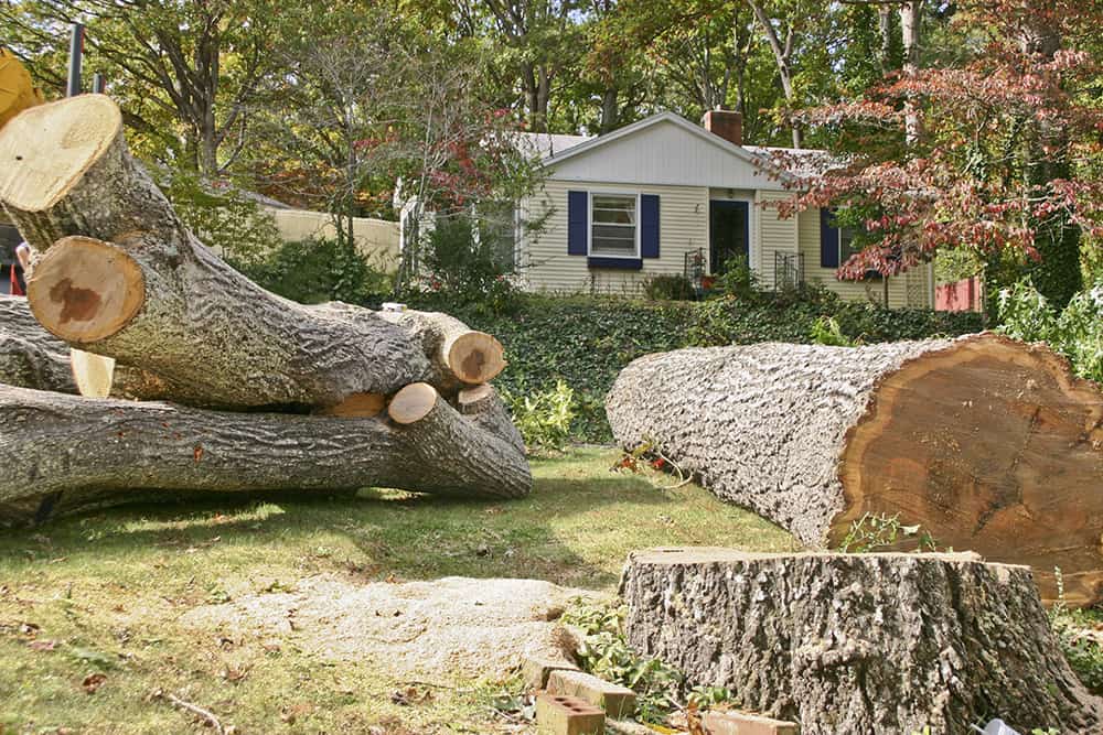 How long does it take to cut down a large tree?