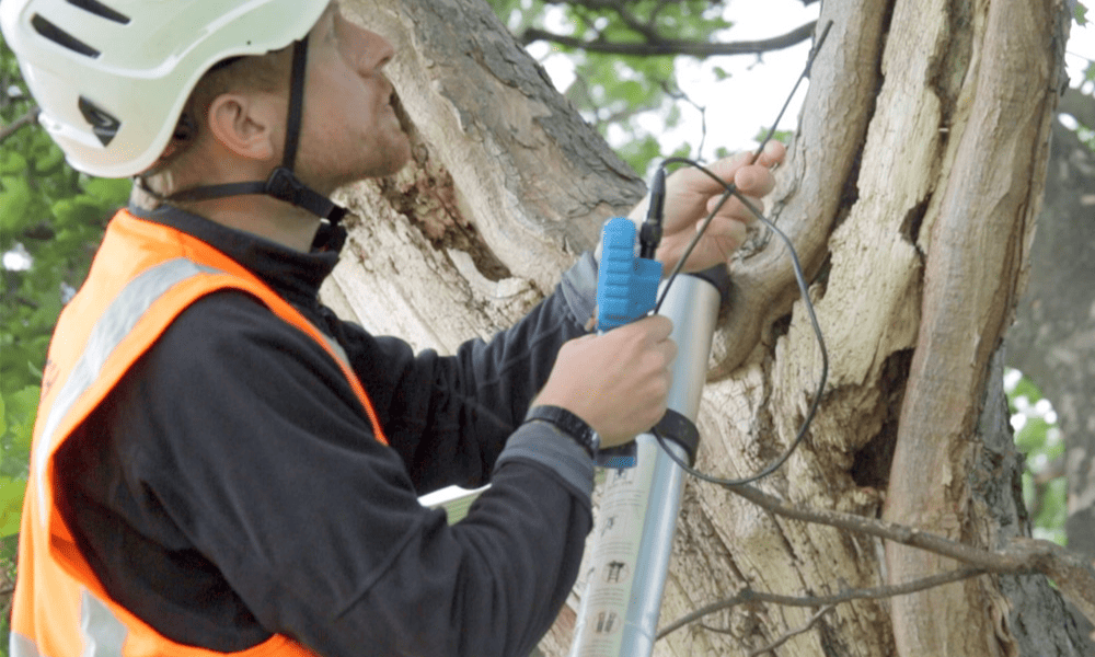 Arboricultural Impact Assessments