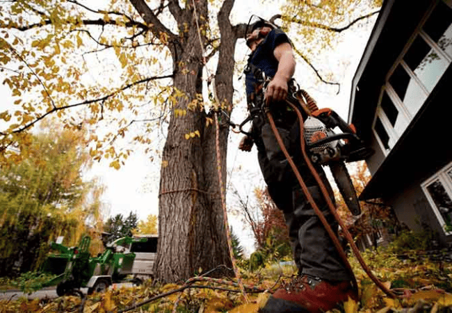 How long does it take to take down a large tree on your property