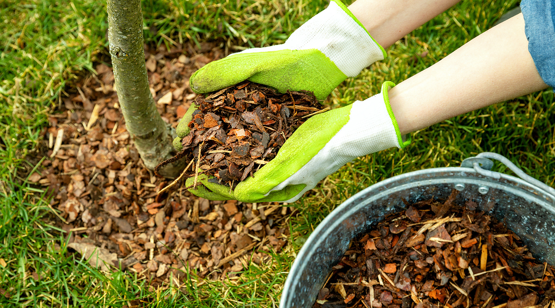 Exploring The Benefits Of Mulching: Improving Soil Health And Tree Growth
