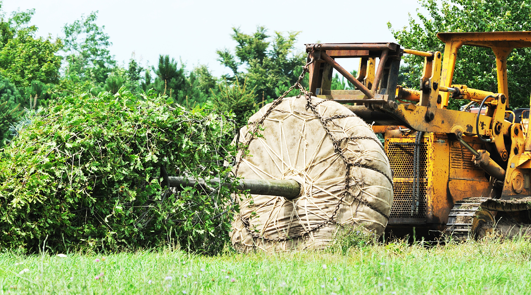 The Art Of Tree Transplanting: Tips For Successful Relocation