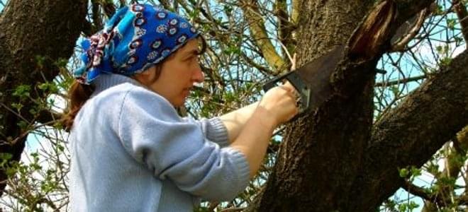 A woman cutting old branches from tree.