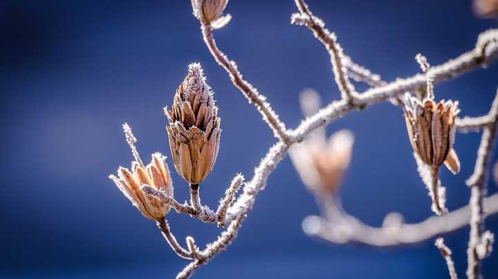 winter pruning tips