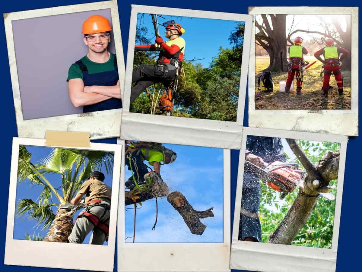 Townsville Tree Lopping Townsville Tree Lopping